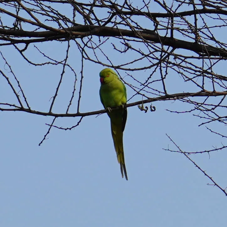 Parakeet. Photographed by Kavin. Gurgaon district.