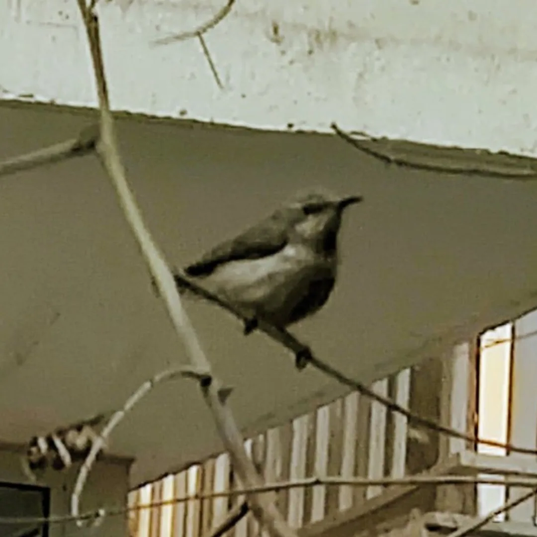 Purple Sunbird. Somewhere in Gurgaon. Photographed by one of the kids.