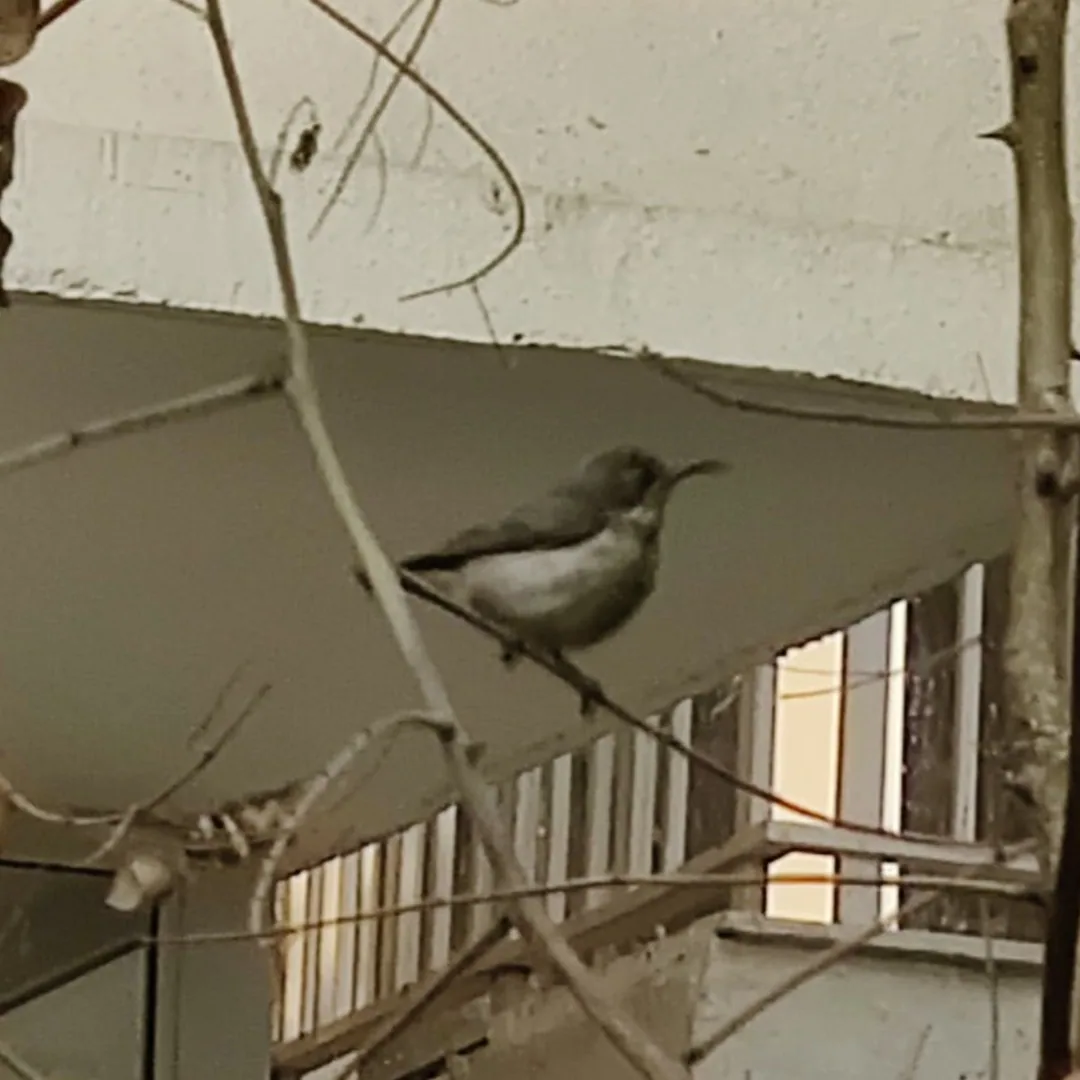 Purple Sunbird. Somewhere in Gurgaon. Photographed by one of the kids.