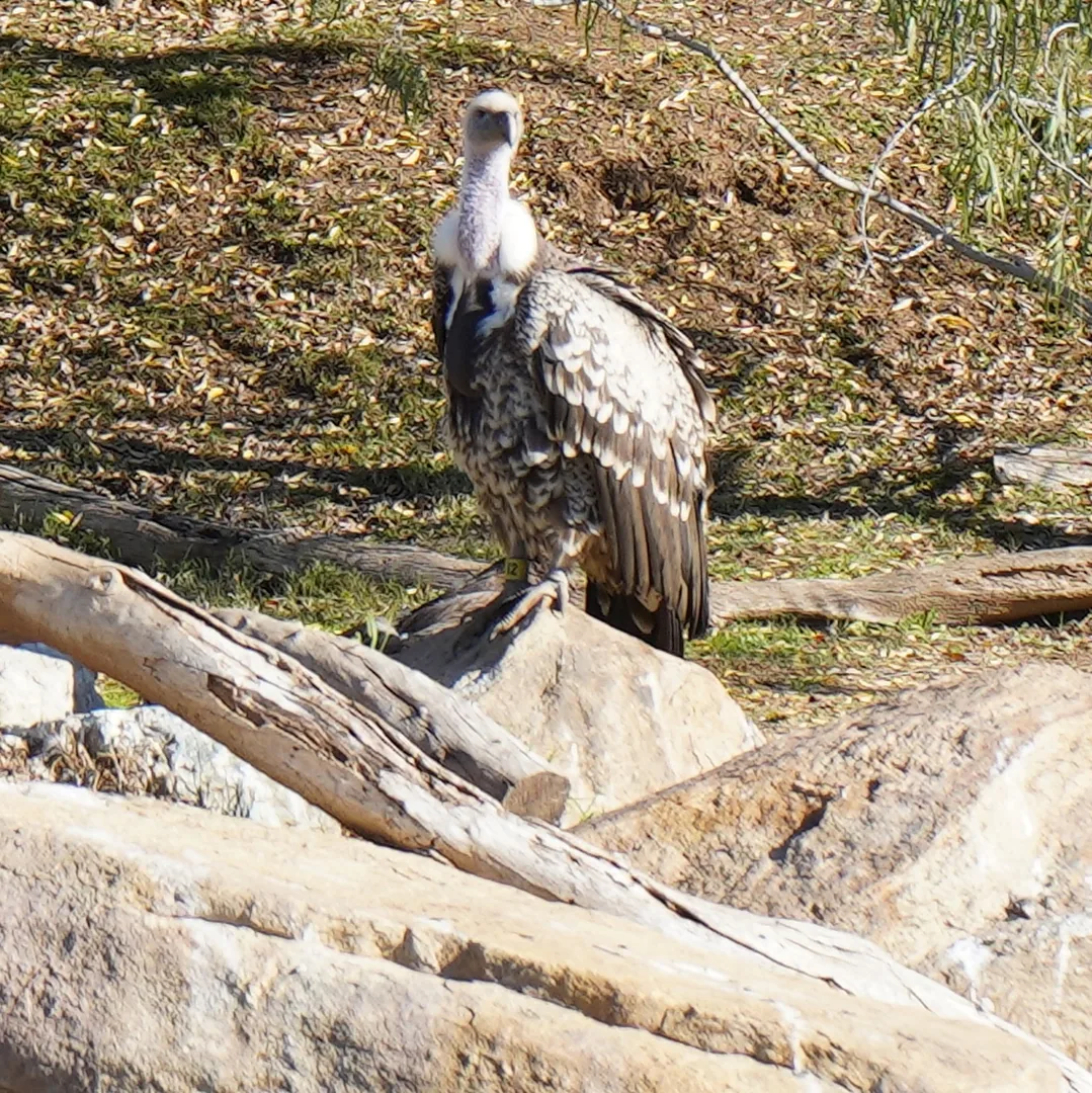 Turkey Vulture. Southern California.