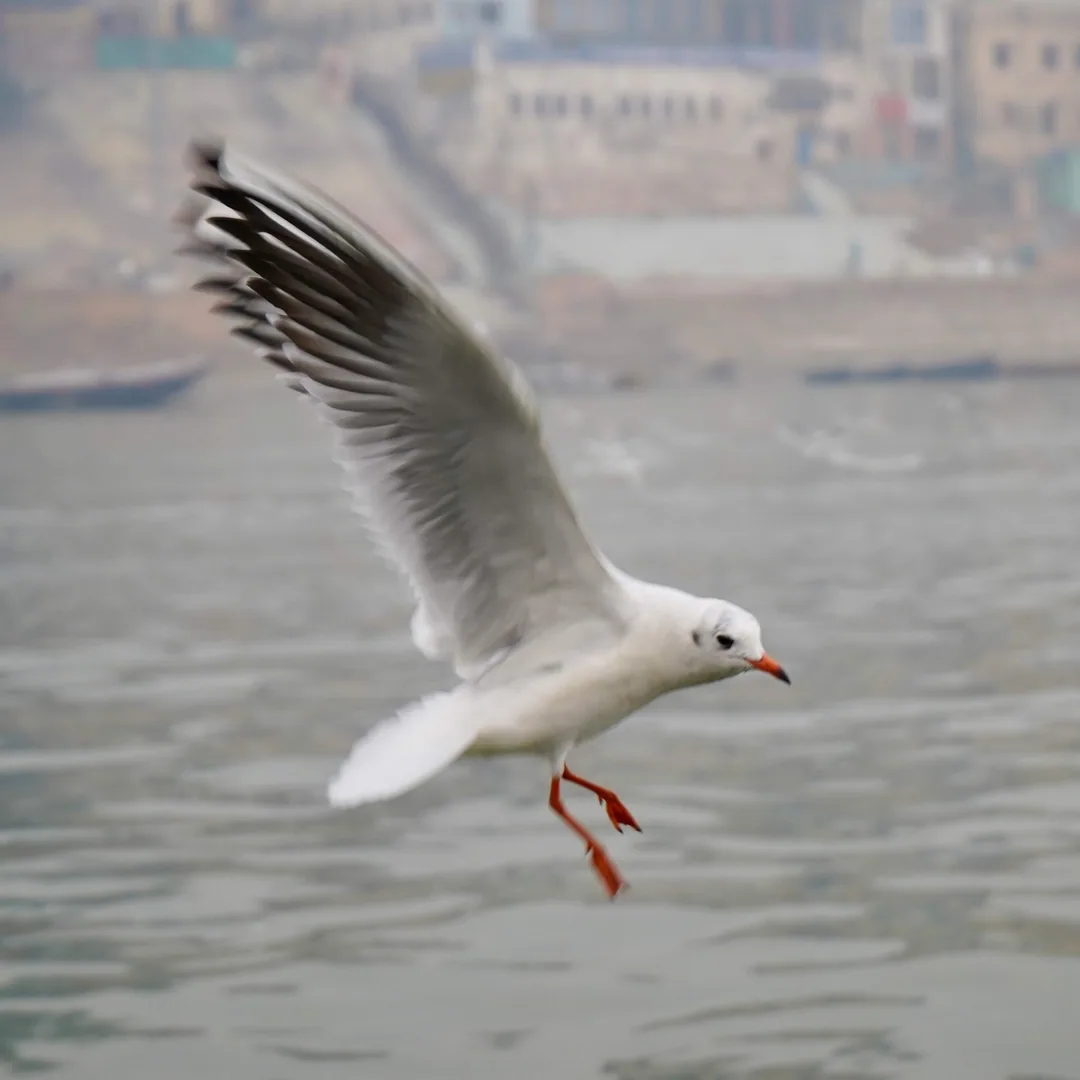Black spotted gulls. Ganga river. Varanasi.