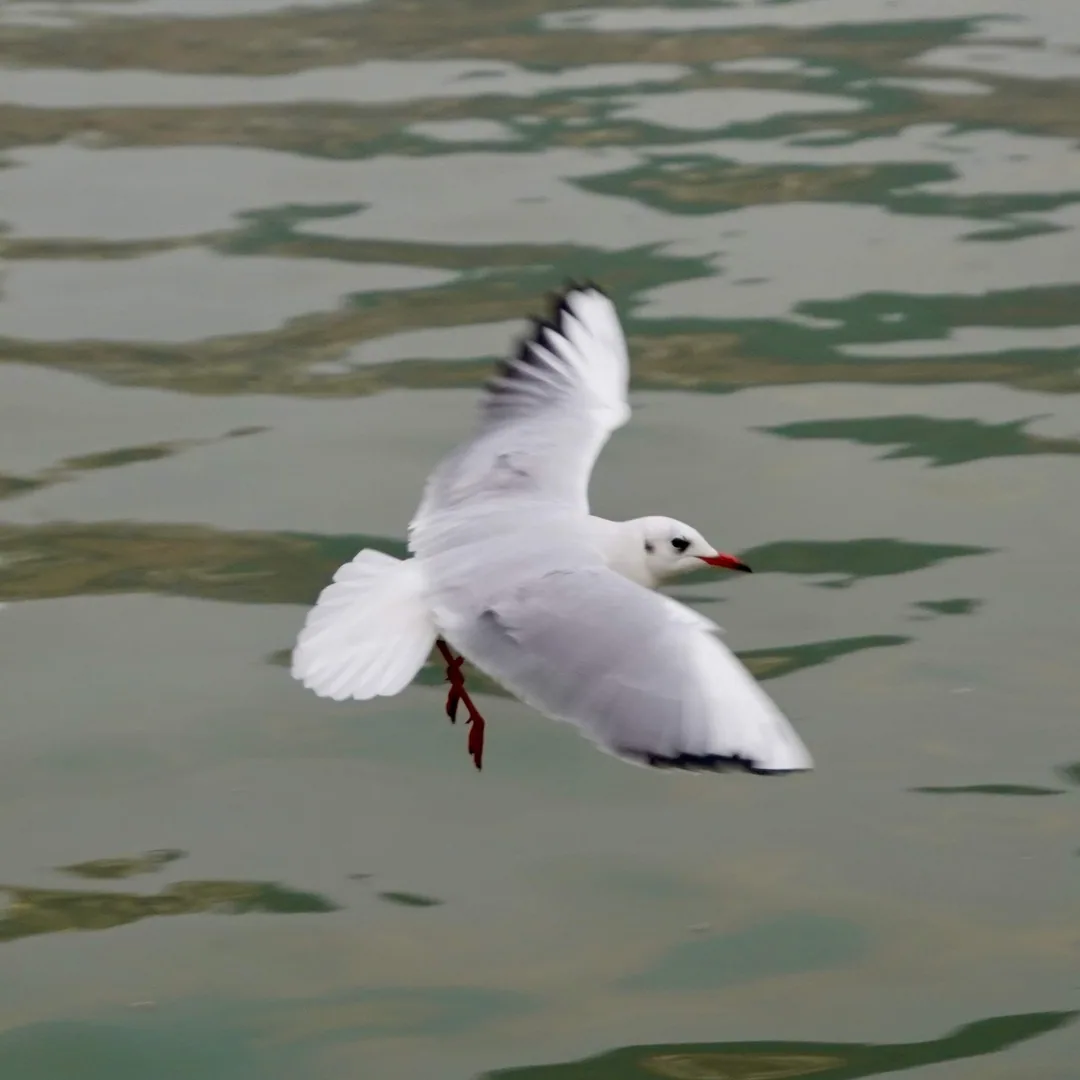 Black spotted gulls. Ganga river. Varanasi.