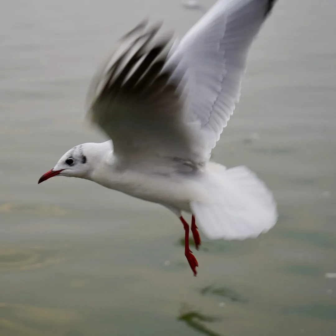 Black spotted gulls. Ganga river. Varanasi.