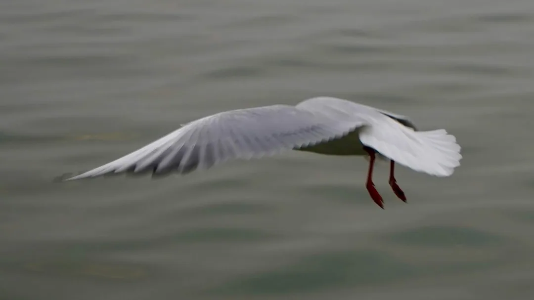 Black spotted gulls. Ganga river. Varanasi.