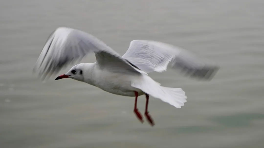 Black spotted gulls. Ganga river. Varanasi.
