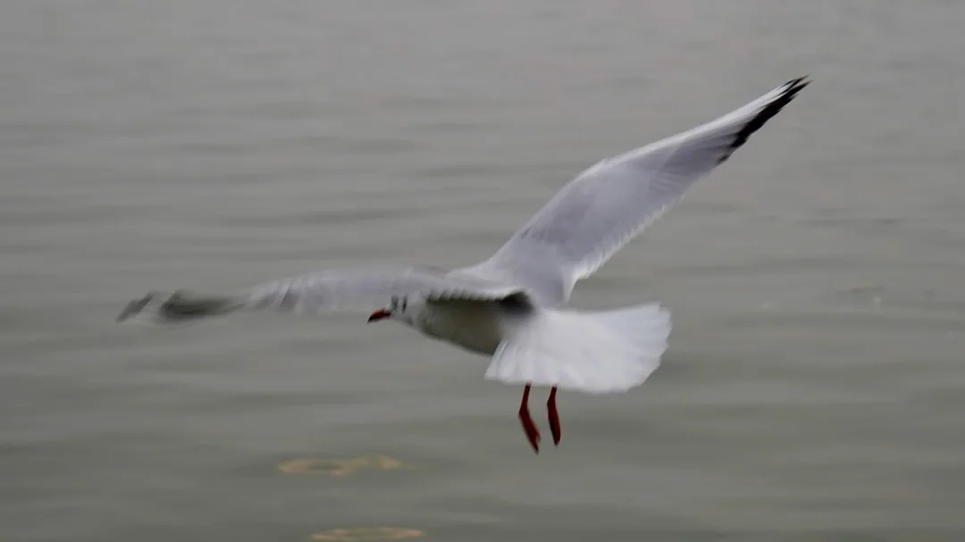 Black spotted gulls. Ganga river. Varanasi.