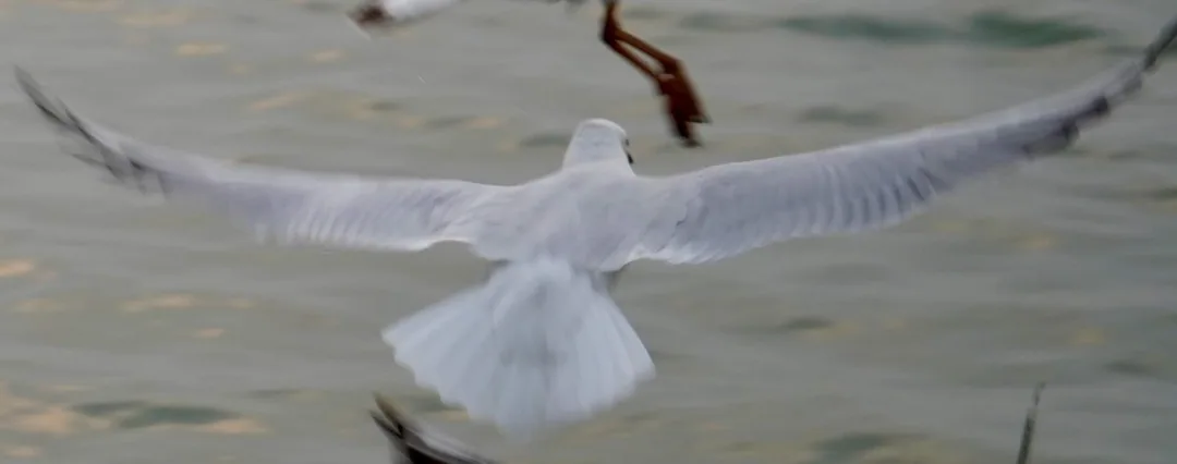 Black spotted gulls. Ganga river. Varanasi.