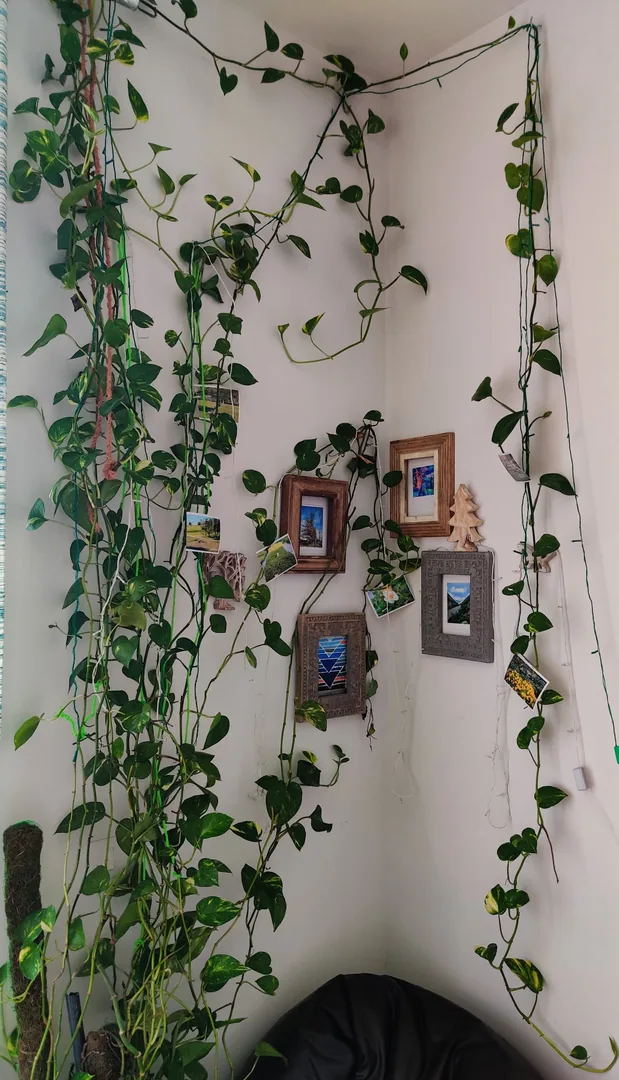 We have a nursery for plants in our house.

Plants that aren't feeling too well end up in the nursery. It is at a promin
