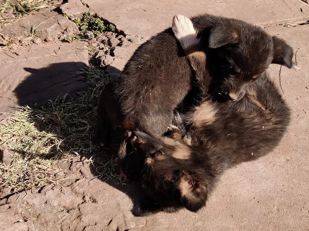 My boys receiving a live demo of how they behave all day. Horsing around, puppy style.