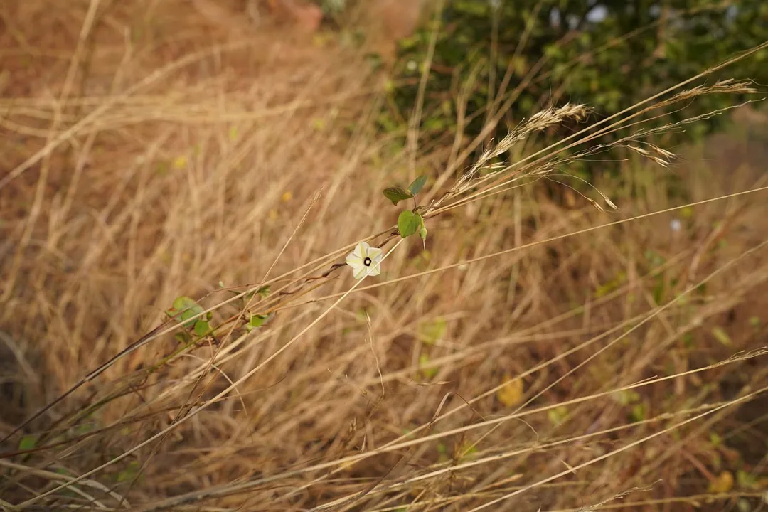 Because you people liked the pic, here is the original, uncropped and unenhanced. Nature has its own contrast and you do