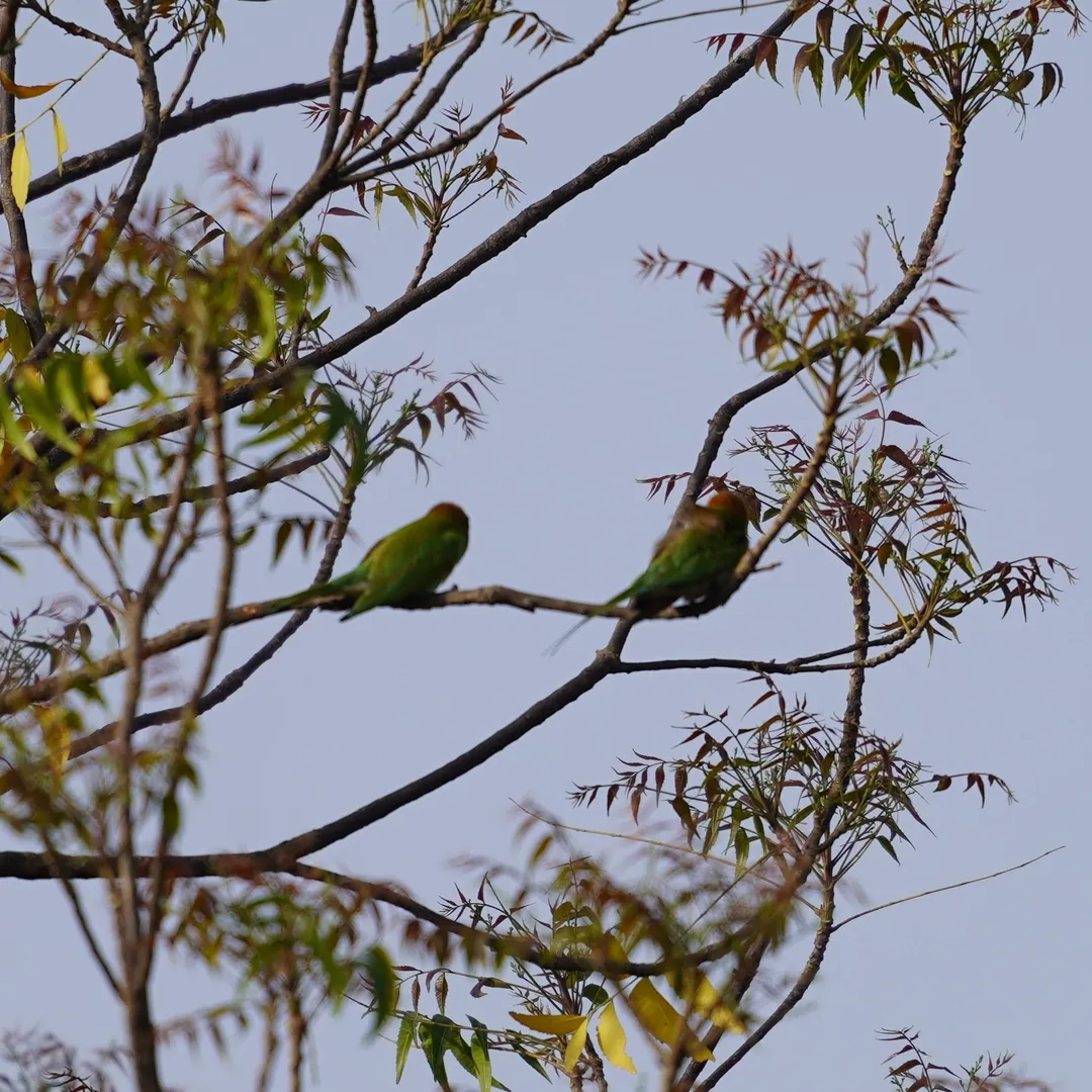 We went to Bhondsi Nature Park, also known as Chandrashekhar Farm, on Thursday morning. Didn't capture nearly as many bi