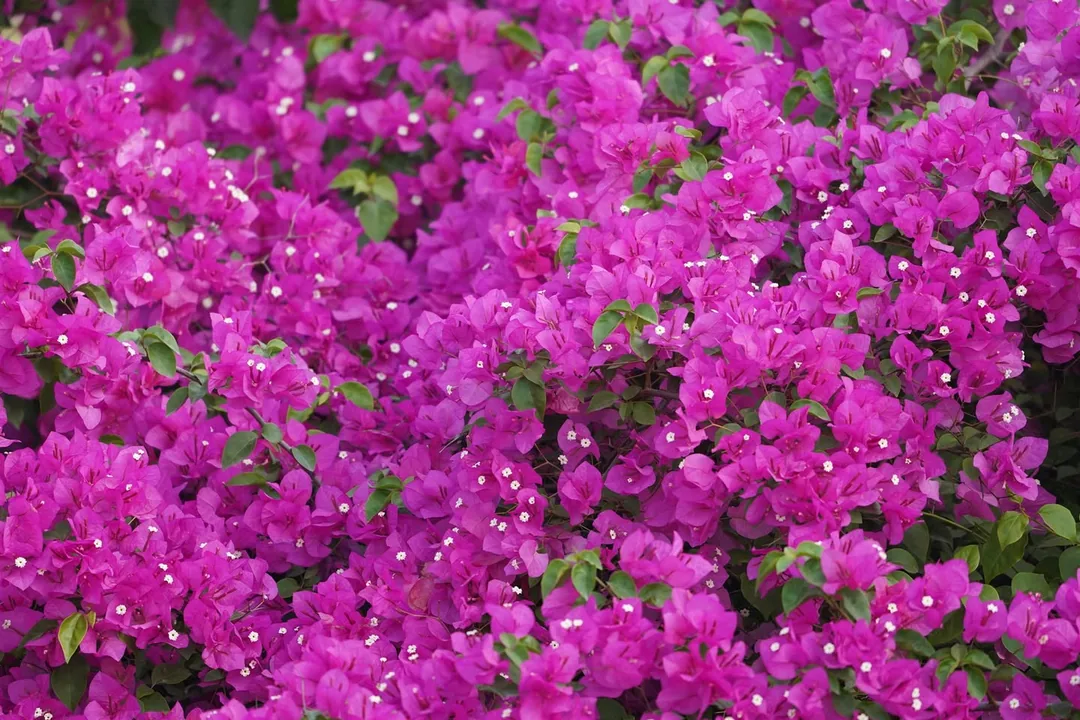 We went to Bhondsi Nature Park, also known as Chandrashekhar Farm, on Thursday morning. Didn't capture nearly as many bi