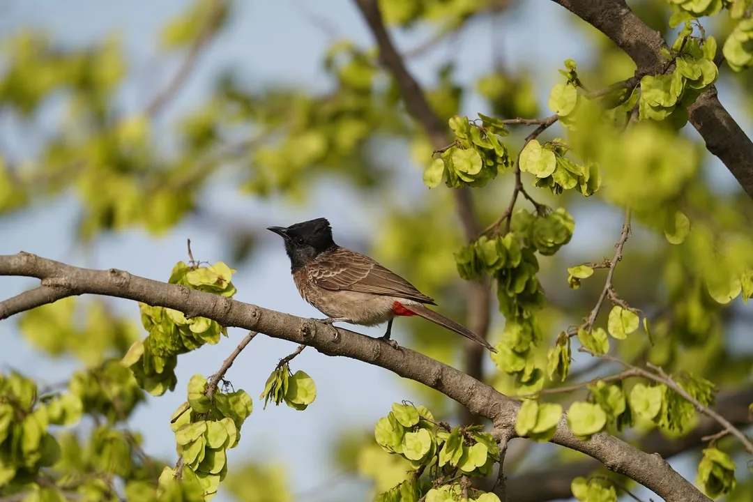 We went to Bhondsi Nature Park, also known as Chandrashekhar Farm, on Thursday morning. Didn't capture nearly as many bi