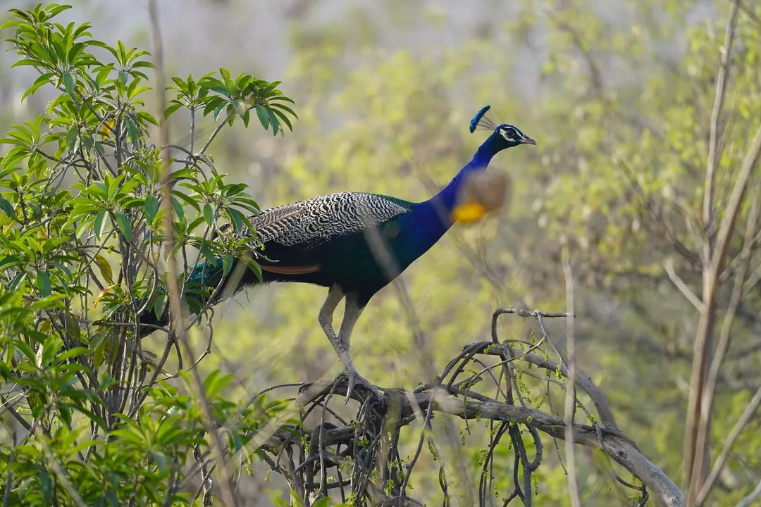 We went to Bhondsi Nature Park, also known as Chandrashekhar Farm, on Thursday morning. Didn't capture nearly as many bi