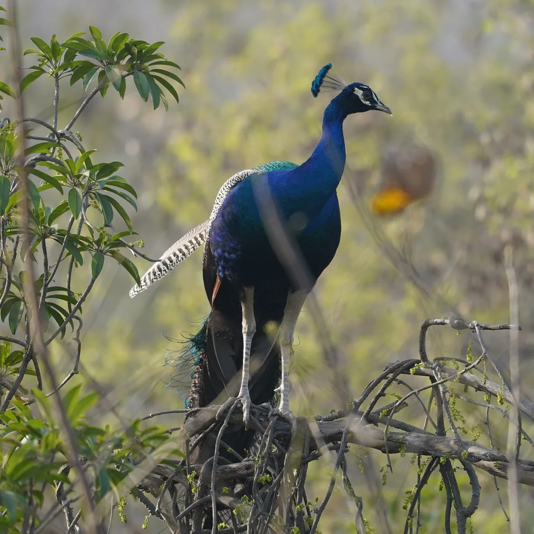 We went to Bhondsi Nature Park, also known as Chandrashekhar Farm, on Thursday morning. Didn't capture nearly as many bi