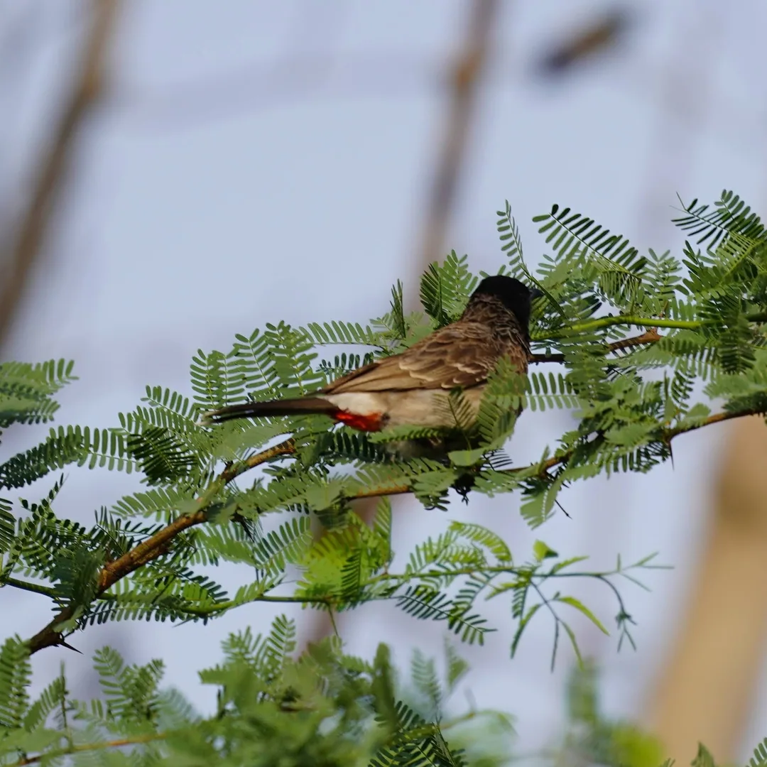 We went to Bhondsi Nature Park, also known as Chandrashekhar Farm, on Thursday morning. Didn't capture nearly as many bi