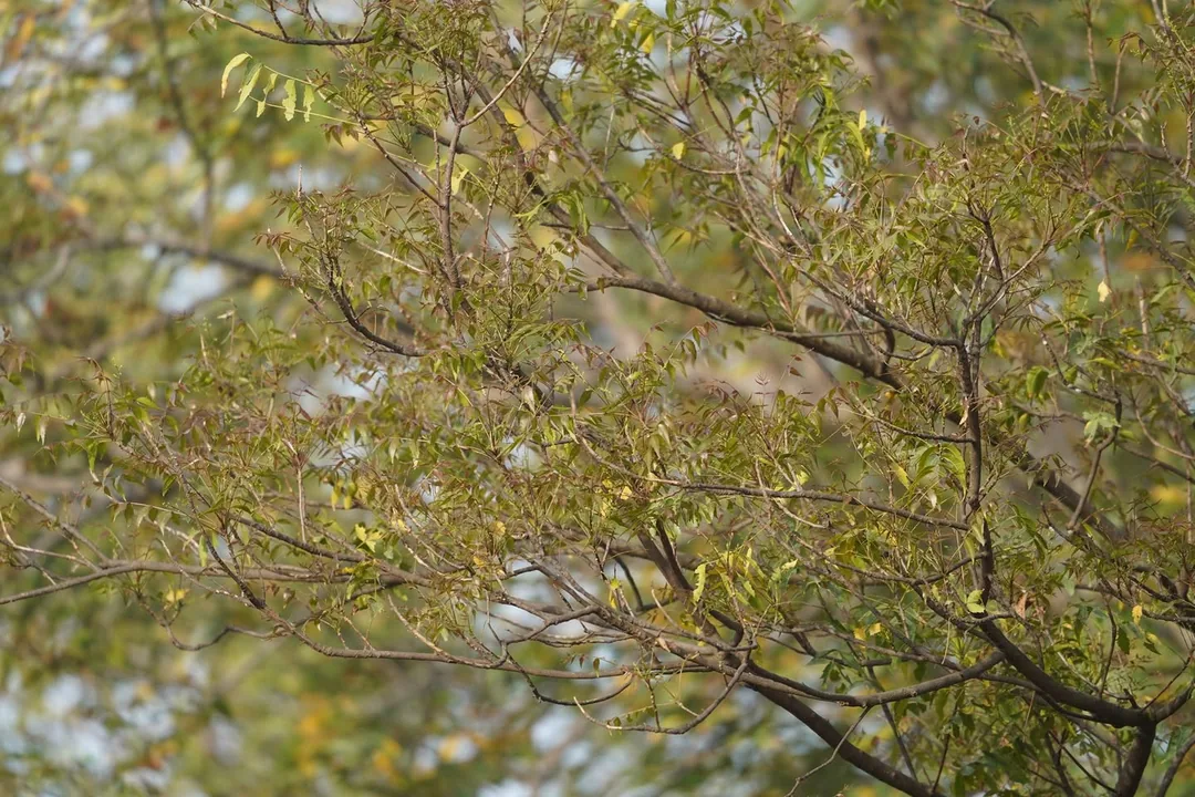 We went to Bhondsi Nature Park, also known as Chandrashekhar Farm, on Thursday morning. Didn't capture nearly as many bi