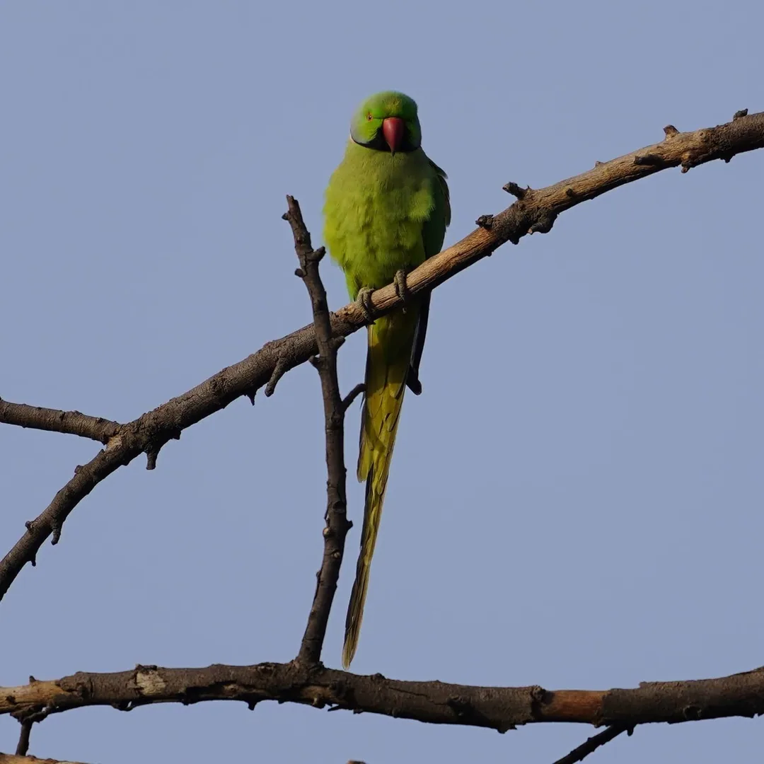We went to Bhondsi Nature Park, also known as Chandrashekhar Farm, on Thursday morning. Didn't capture nearly as many bi