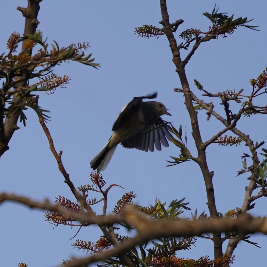 We went to Bhondsi Nature Park, also known as Chandrashekhar Farm, on Thursday morning. Didn't capture nearly as many bi