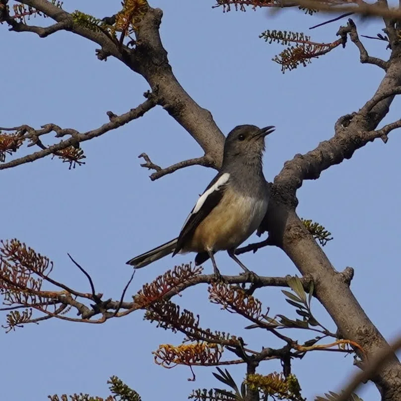 We went to Bhondsi Nature Park, also known as Chandrashekhar Farm, on Thursday morning. Didn't capture nearly as many bi
