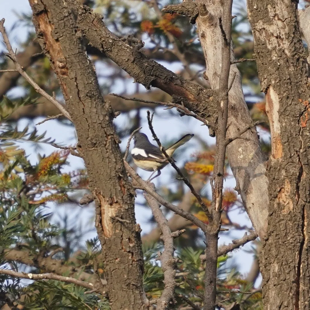 We went to Bhondsi Nature Park, also known as Chandrashekhar Farm, on Thursday morning. Didn't capture nearly as many bi