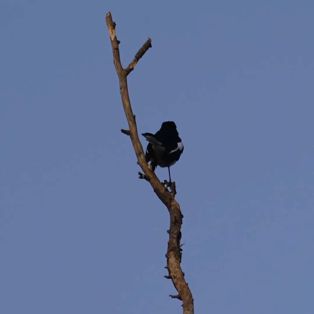 We went to Bhondsi Nature Park, also known as Chandrashekhar Farm, on Thursday morning. Didn't capture nearly as many bi