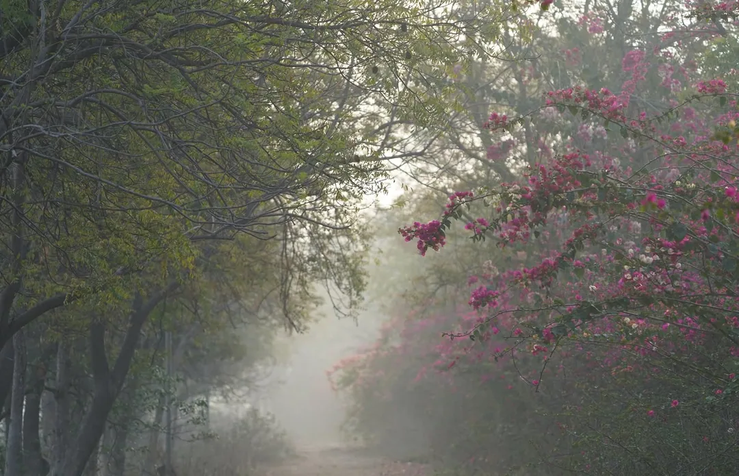 We went to Bhondsi Nature Park, also known as Chandrashekhar Farm, on Thursday morning. Didn't capture nearly as many bi