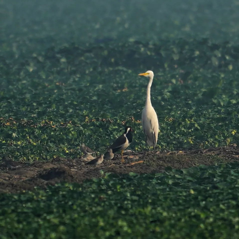 What's this conference about, I wonder. Is it possible for a Lapwing to have a decent conversation with anybody at all? 