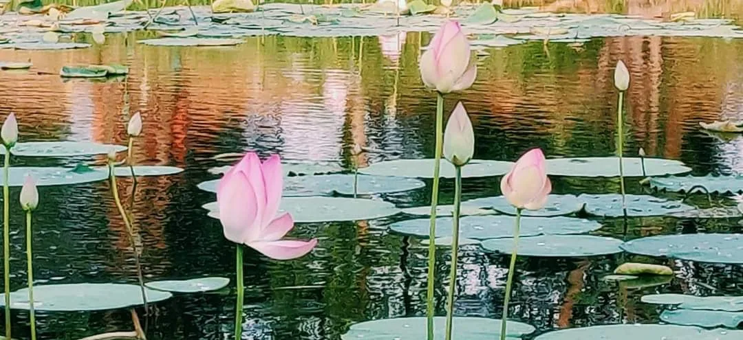 Going to the Lotus Pond at 5:30am tomorrow, courtesy Abhinav N Divya Agarwal

Message me if you wanna join in.

Pic stol