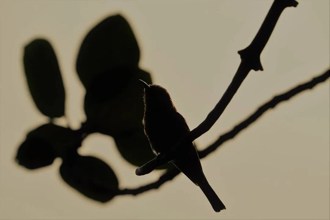 First time I've used a filter on a bird pic... I think.

A green bee eater, at Gurgaon's very own lotus pond.